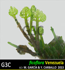 Phyllodictyon anastomosans Phyllodictyon anastomosans